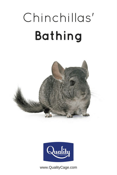 The Cutest Chinchilla Bathing Videos You've Ever seen!