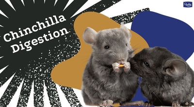 Chinchilla Digestion