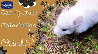 Can You Take Chinchillas Outside?