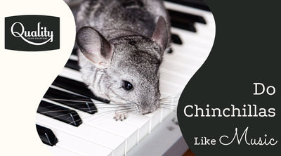 Do Chinchillas Like Music