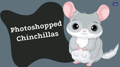 Photoshopped Chinchillas