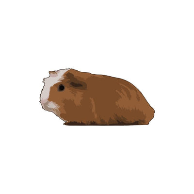 Guinea Pig