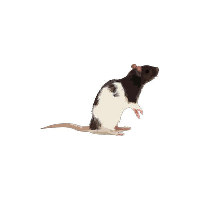 Rat